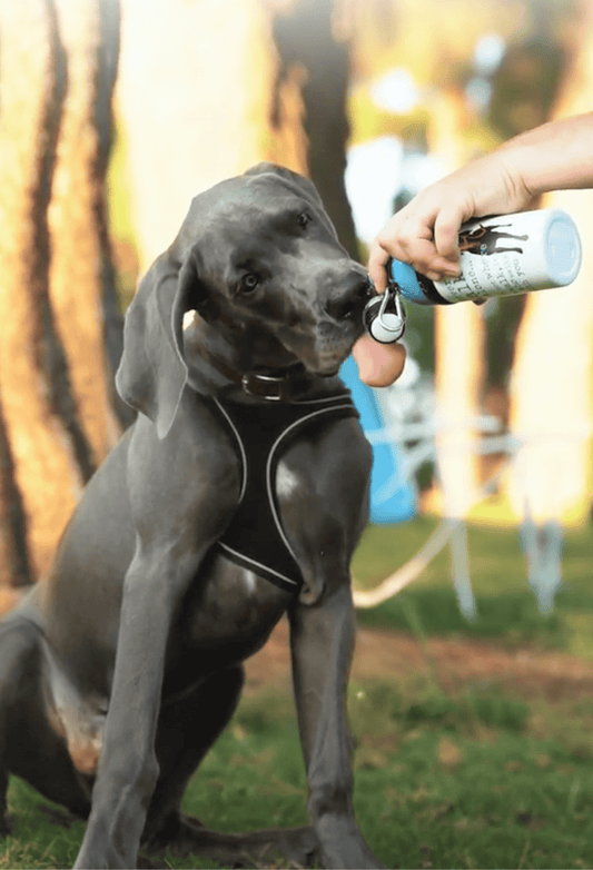 Blue-topped dog water bottle with rollerball spout, held for pet drinking