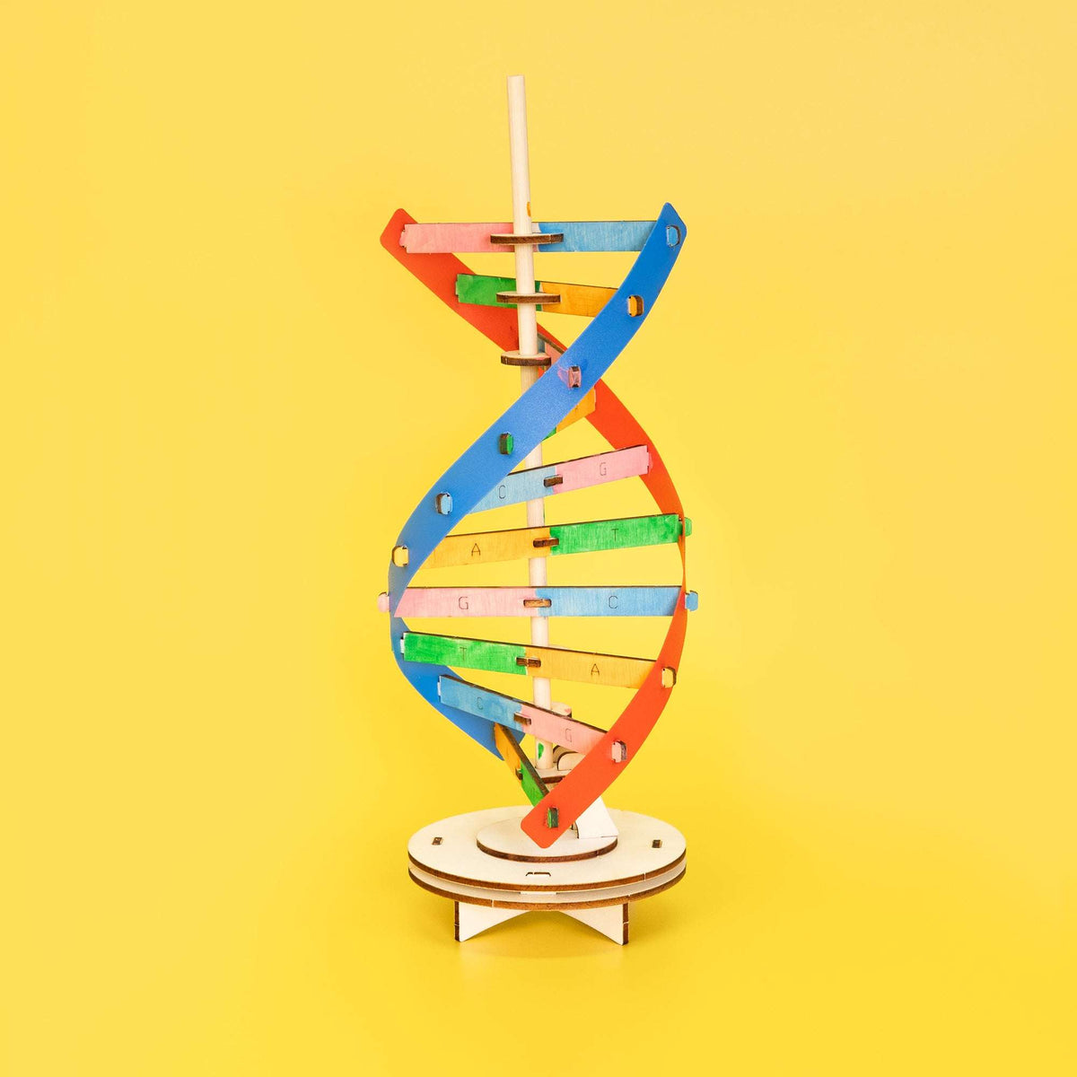 Wooden DNA double helix model with colored slats on round rotating base