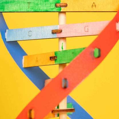 Close-up of wooden DNA slats with labeled cutouts and connecting pegs