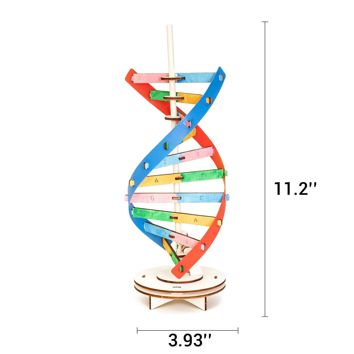 Finished wooden DNA double helix model on base stand, size shown