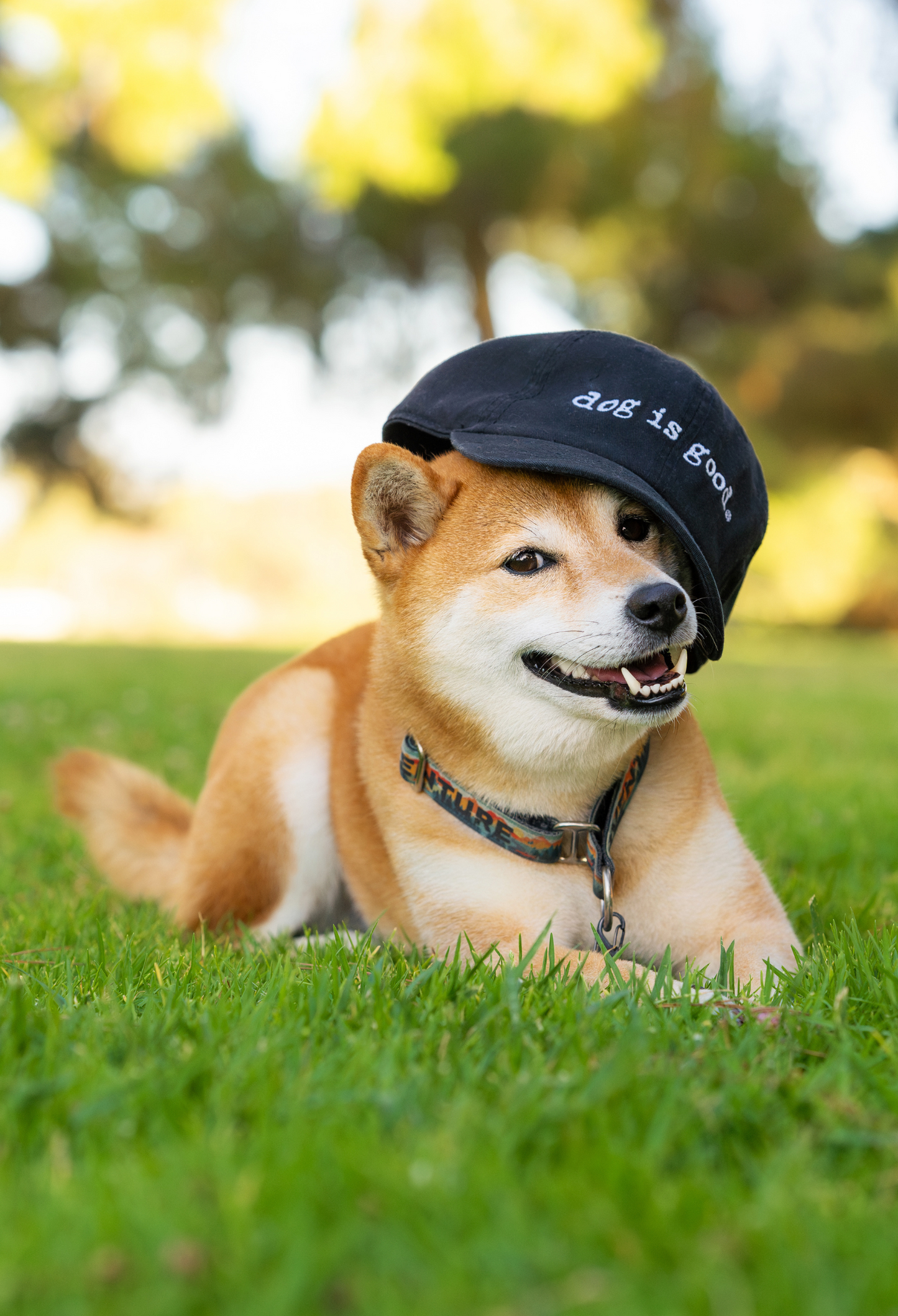 Dog is Good — Signature Hat | Black | Low Profile Bull Denim Cotton | Velcro Strap