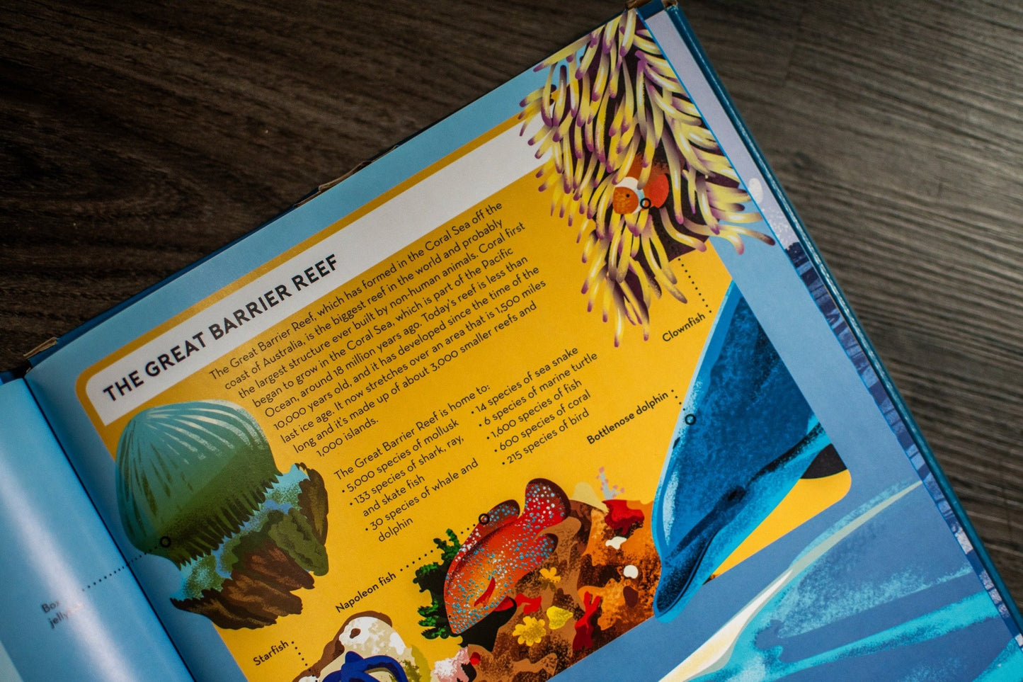Big Builds: Oceans – Interactive STEM Book & 3D Ocean Model | Ages 8+ | Press-Out Pieces