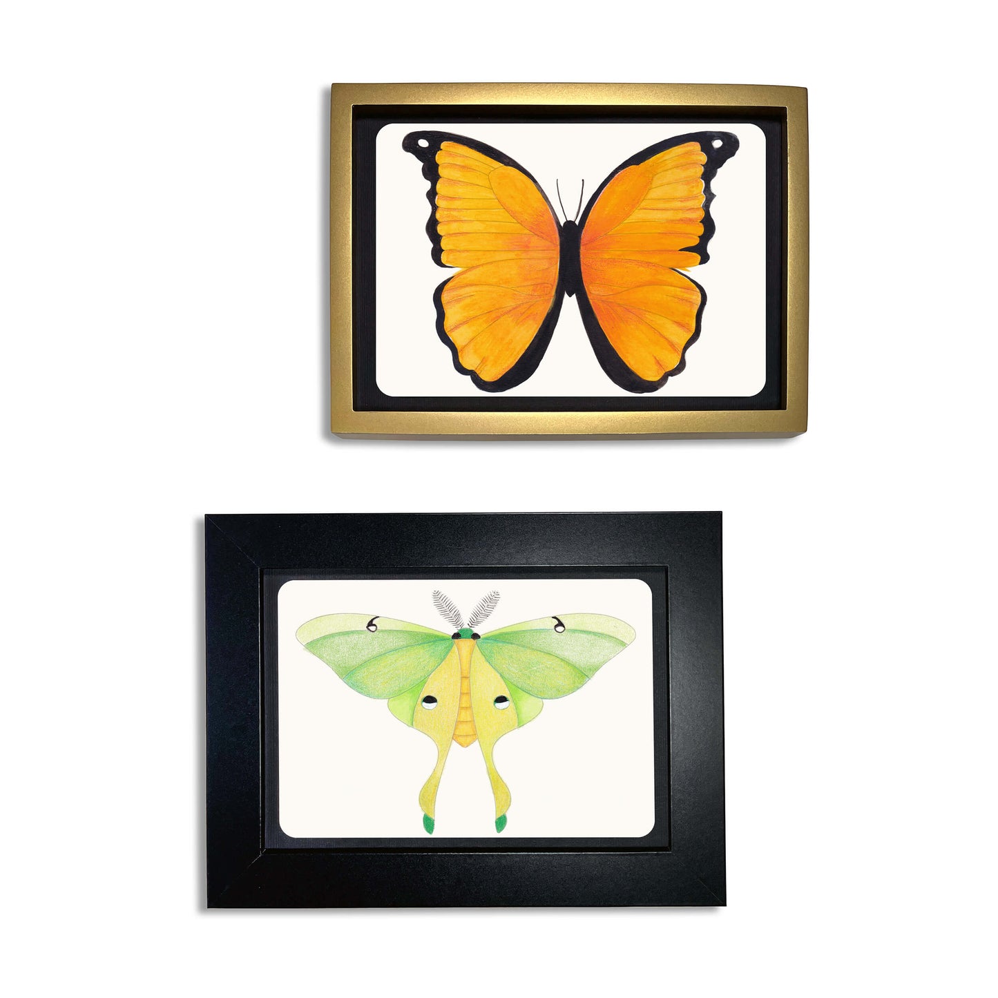 Coloring Postcards Set – 30 Cards, 6 Designs in Reusable Tin | Bird, Butterfly & Moth, or Animal | Watercolor & Pencil Ready