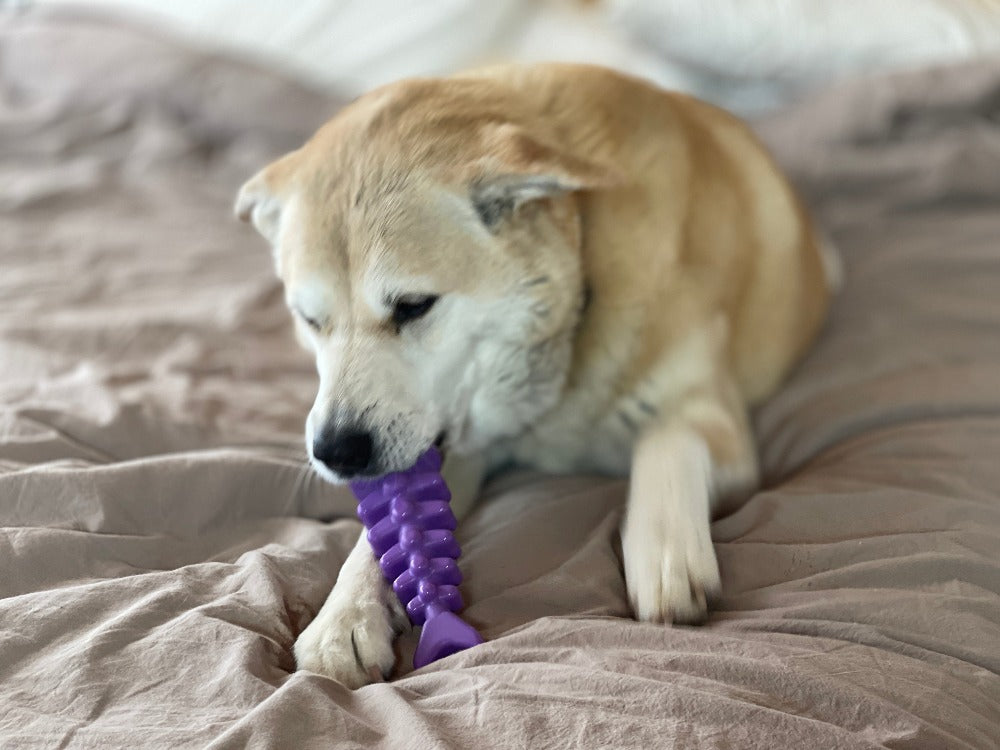SodaPup Fish Bone Nylon Chew Toy for Aggressive Chewers | USA Made - Niksstuff