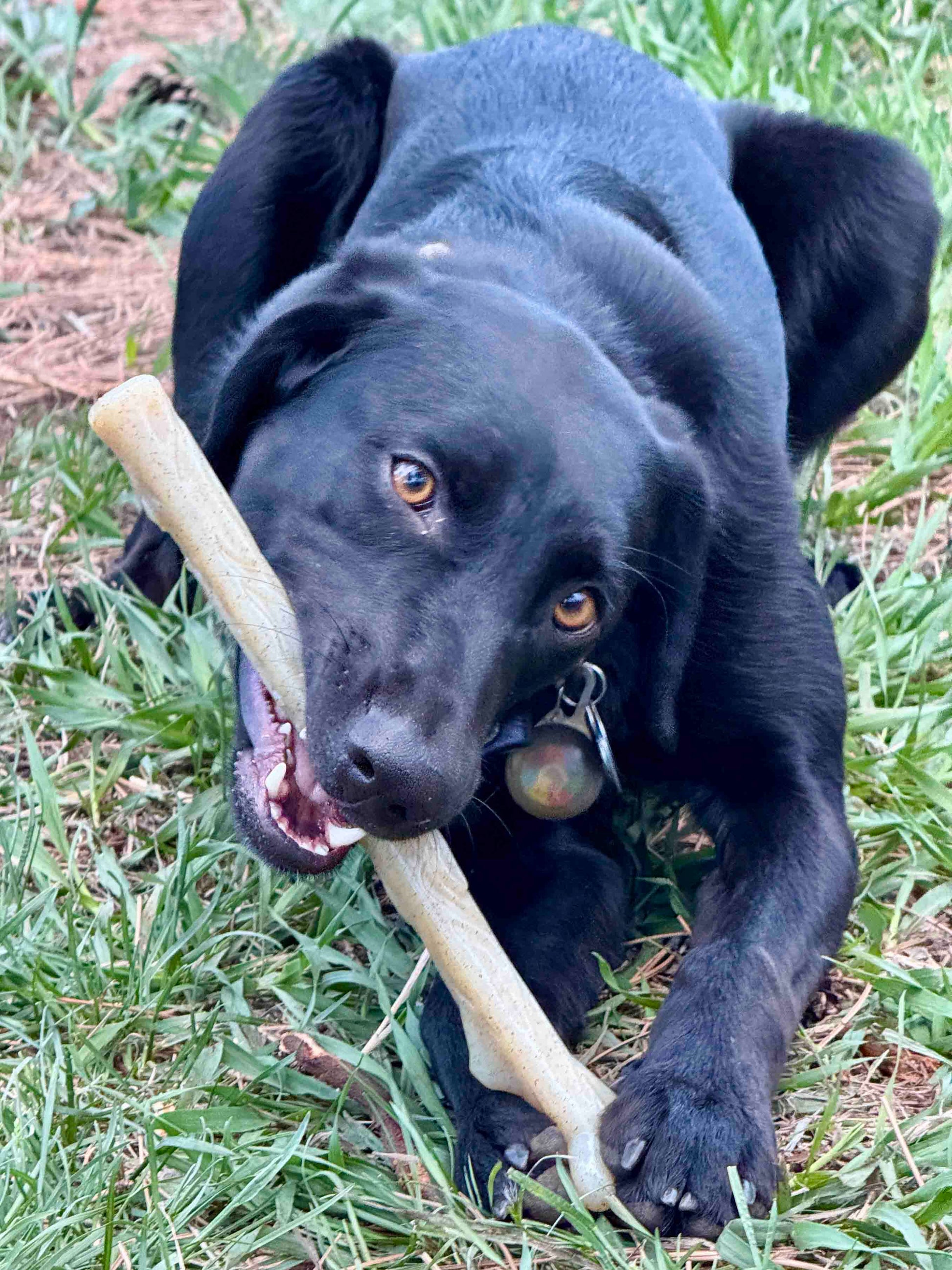 SodaPup Durable Nylon Chew Stick for Power Chewers | USA Made - Niksstuff