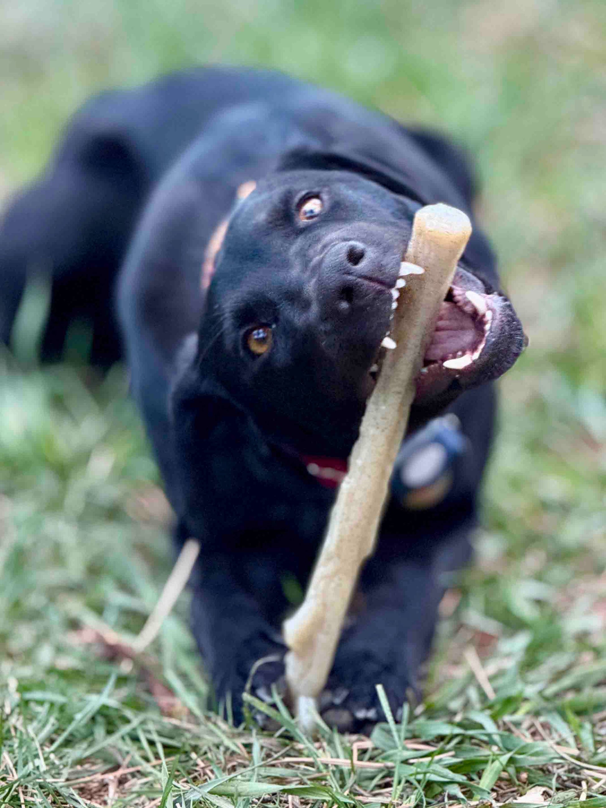 SodaPup Durable Nylon Chew Stick for Power Chewers | USA Made - Niksstuff