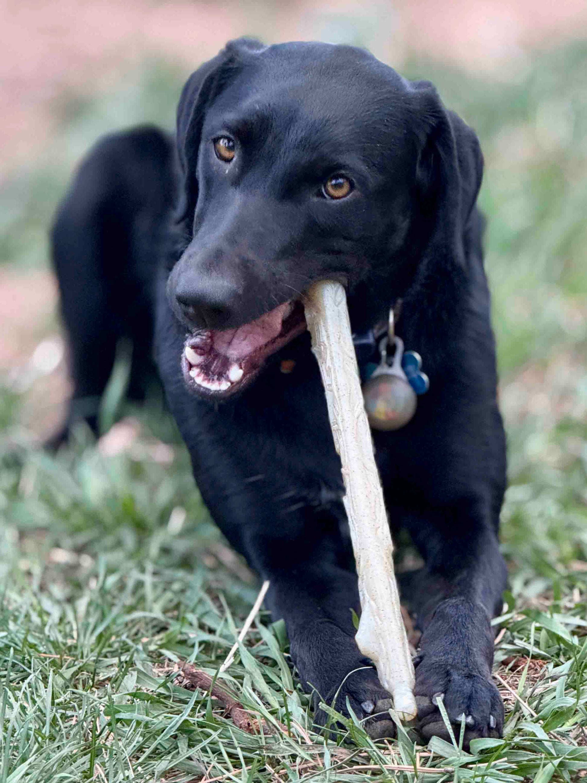 SodaPup Durable Nylon Chew Stick for Power Chewers | USA Made - Niksstuff