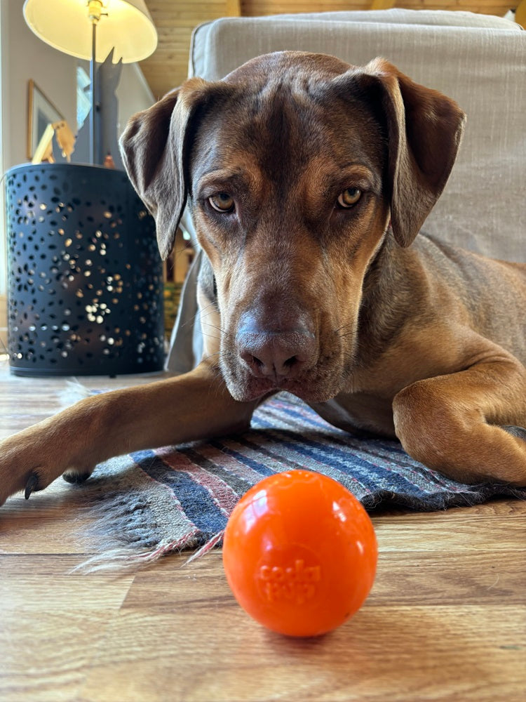 SodaPup Squeak Ball | Durable Squeaky Dog Toy | Floats | USA Made - Niksstuff