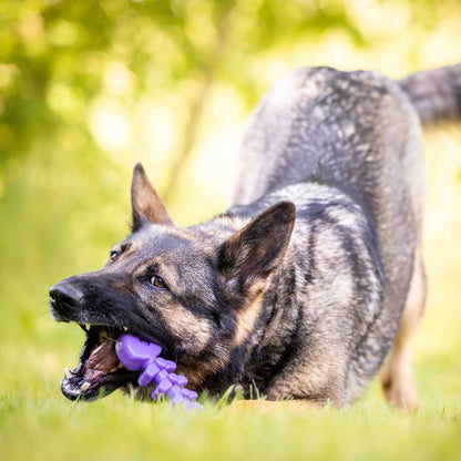 SodaPup Fish Bone Nylon Chew Toy for Aggressive Chewers | USA Made - Niksstuff