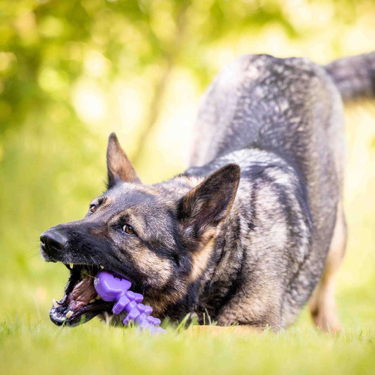 Purple fish bone nylon chew toy in dog’s mouth with visible chew nubs