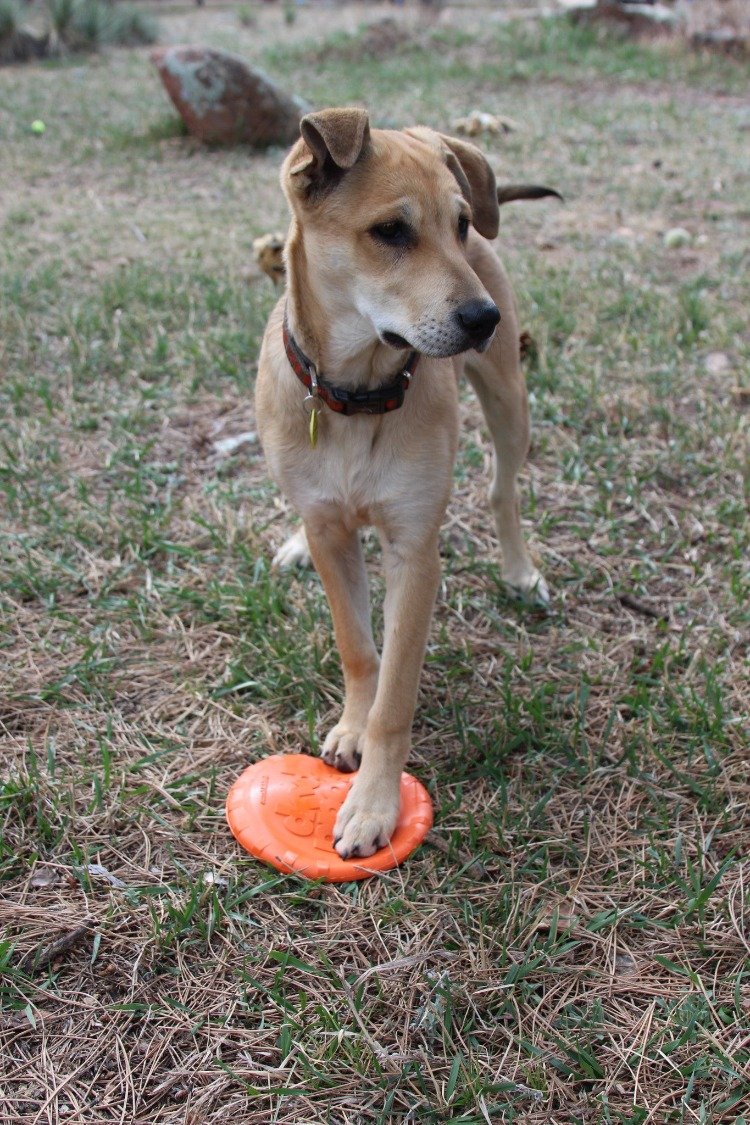 Bottle Top Flyer Rubber Frisbee for Dogs by SodaPup