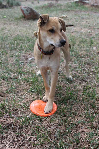 Bottle Top Flyer Rubber Frisbee for Dogs by SodaPup