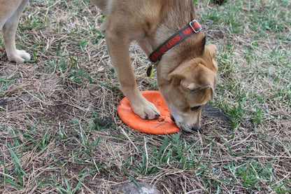 Bottle Top Flyer Rubber Frisbee for Dogs by SodaPup