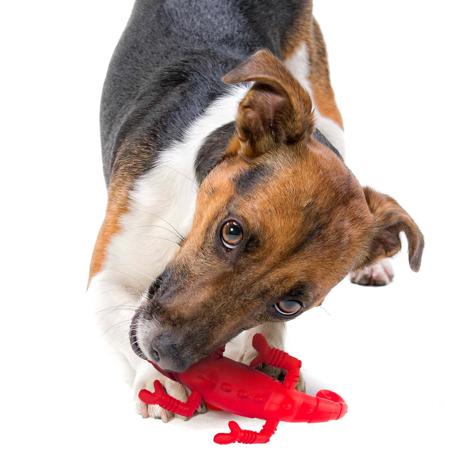 Jeffers Red Chameleon Natural Rubber Dental Chew Toy | Medium Chewers | Eco-Friendly | Jeffers - Niksstuff