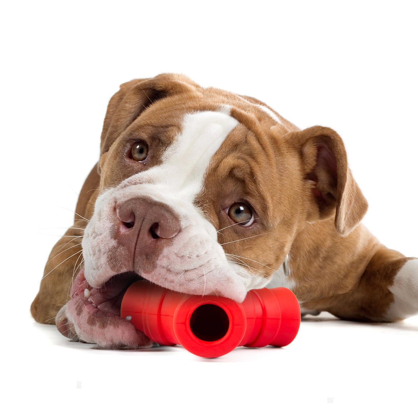 Jeffers Red “Y” Dog Chew Toy | Treat Dispenser | Natural Rubber | Medium | 1 or 2 Pack