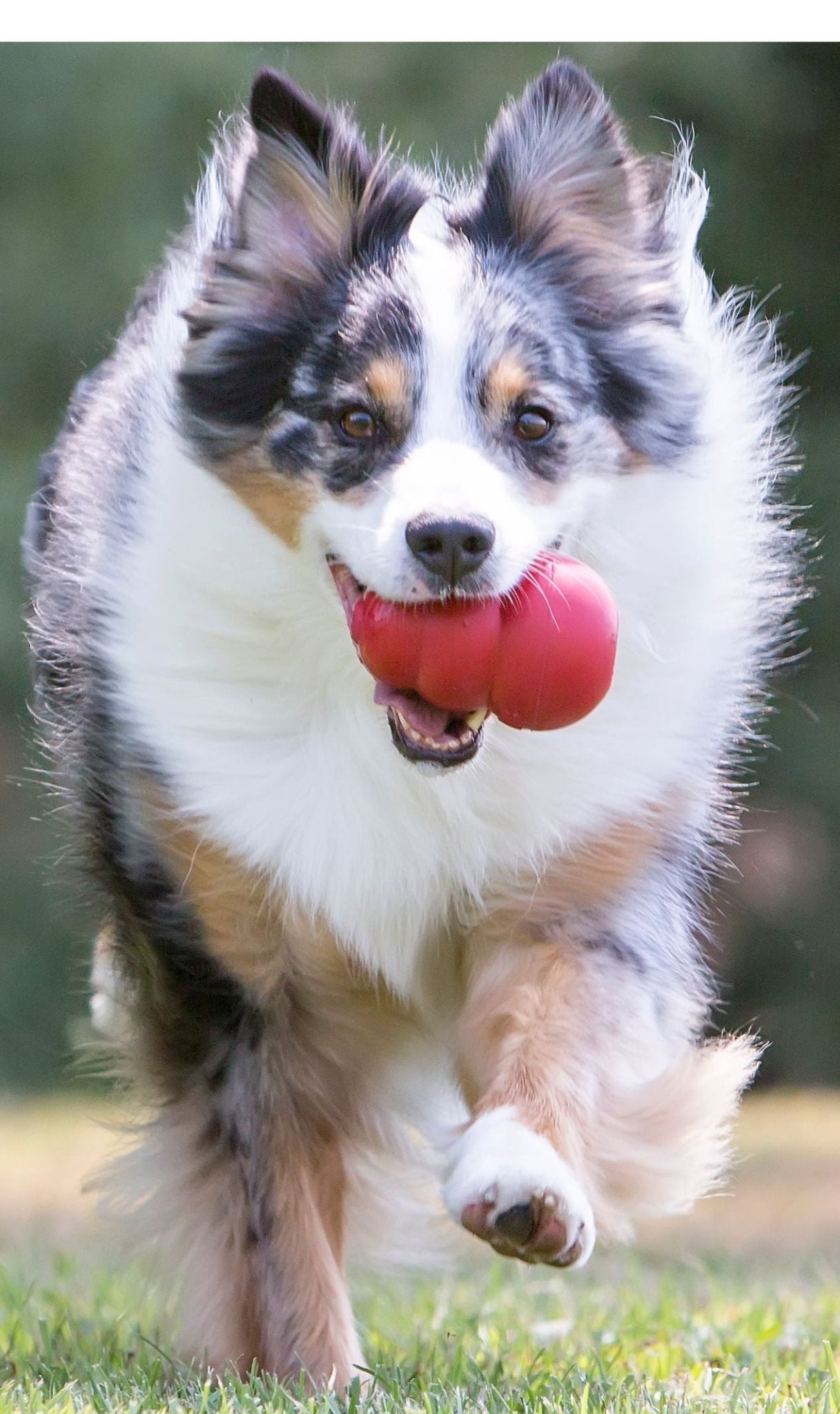 KONG Classic Dog Toy - Niksstuff