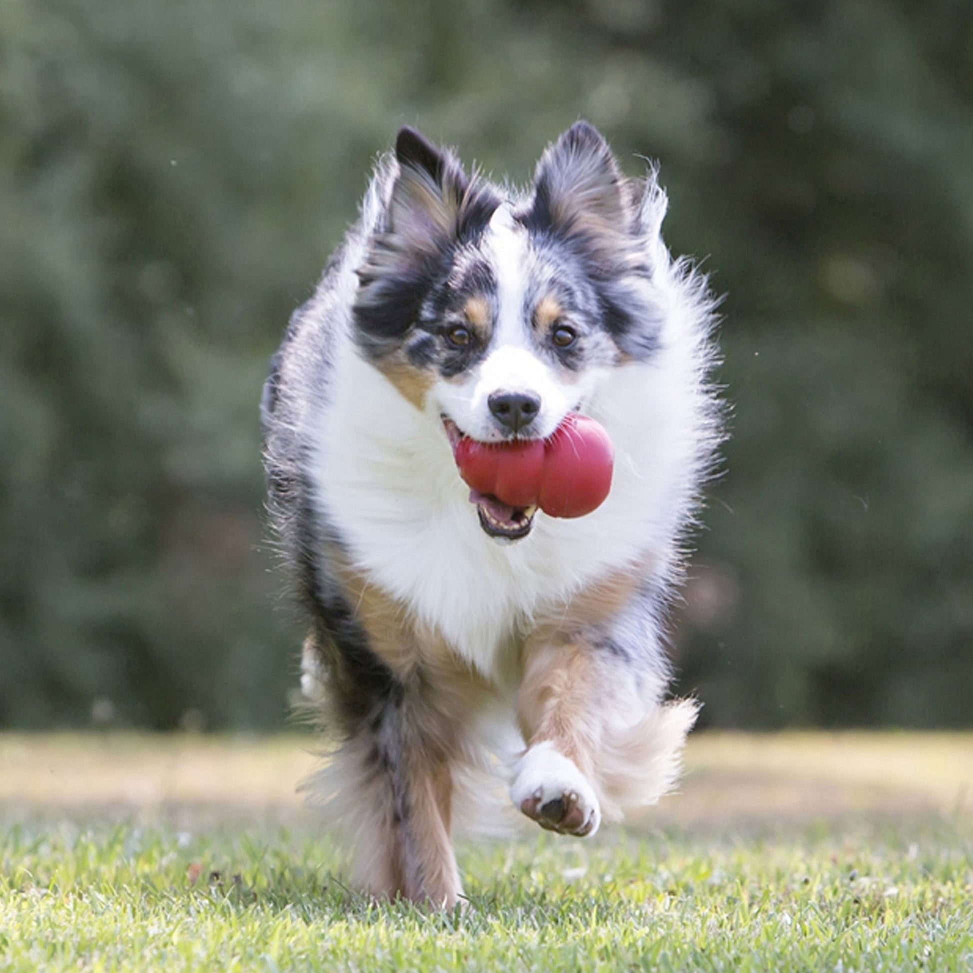 KONG Classic Dog Toy - Niksstuff