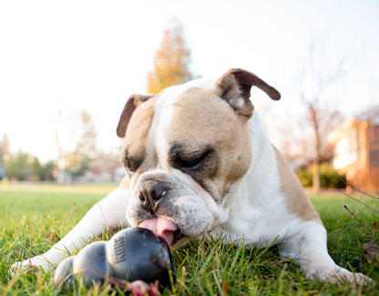 KONG Extreme Dog Toy for Power Chewers - Niksstuff