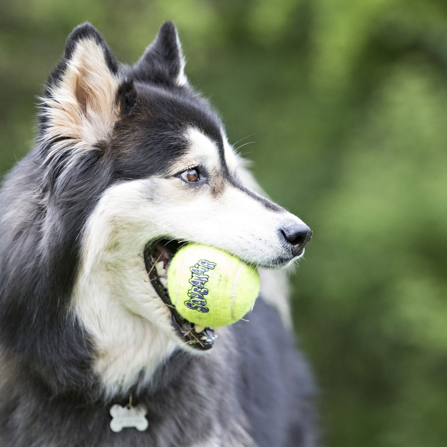 KONG SqueakAir Ball | Durable Squeaker Tennis Ball Dog Toy | Small, Medium, or Large | 2 or 3 Pack - Niksstuff