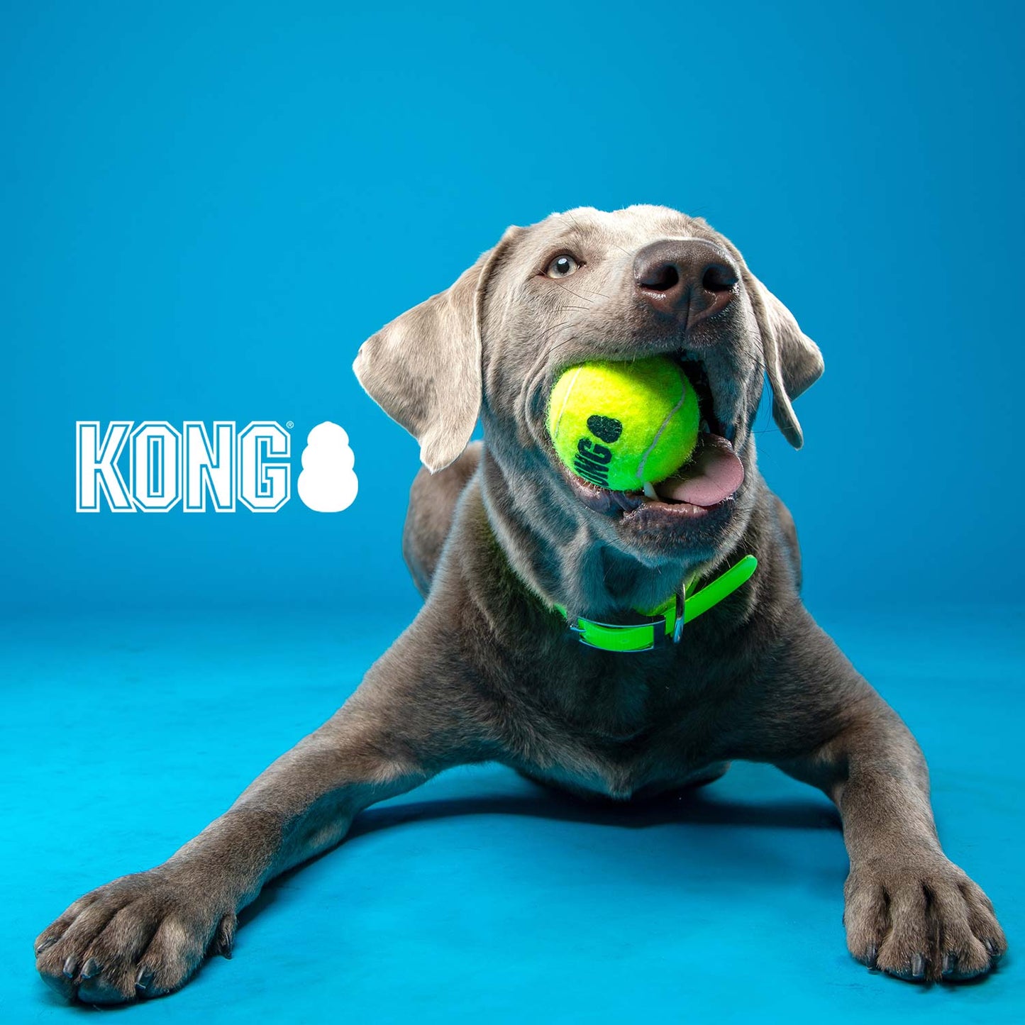 KONG SqueakAir Ball | Durable Squeaker Tennis Ball Dog Toy | Small, Medium, or Large | 2 or 3 Pack - Niksstuff