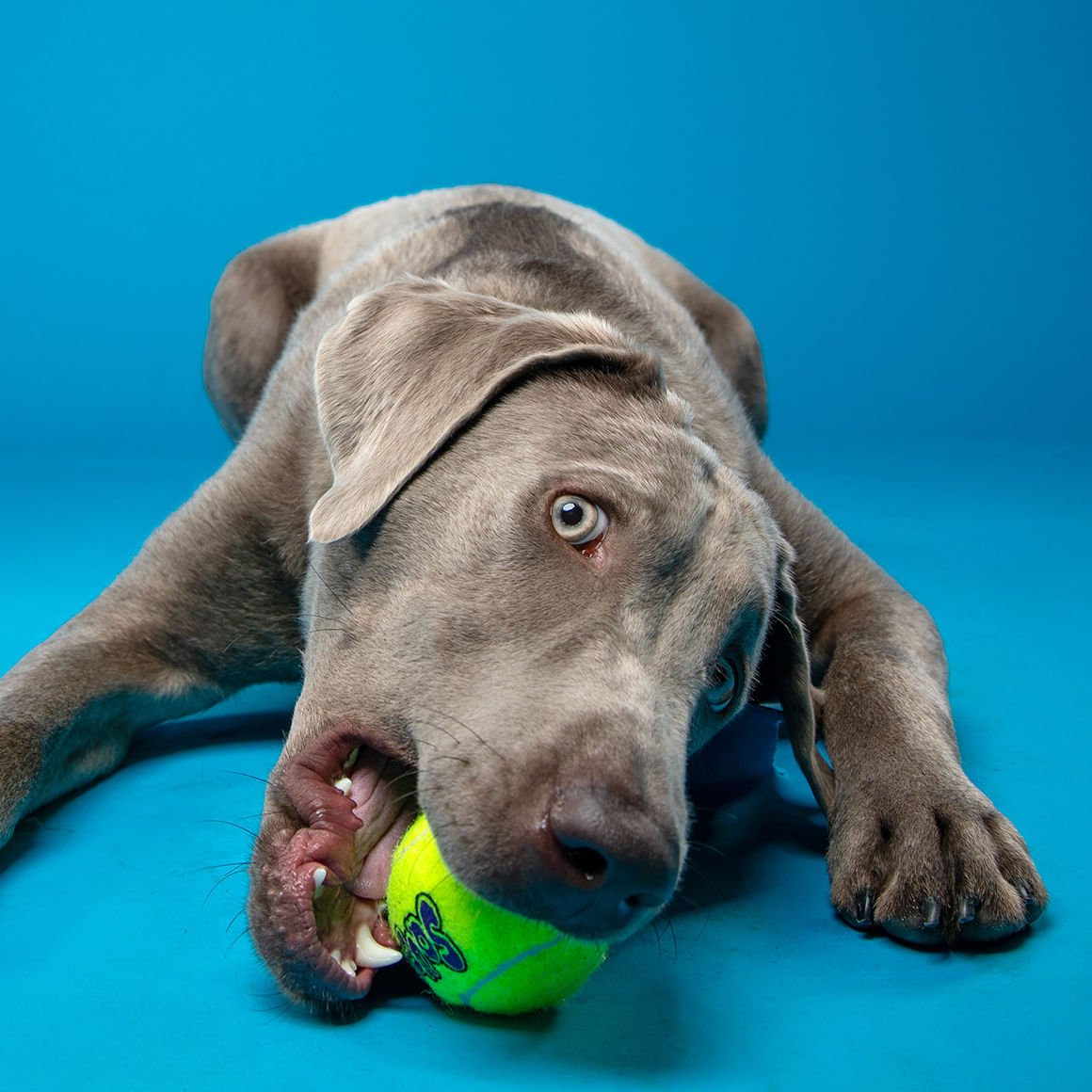 KONG SqueakAir Ball | Durable Squeaker Tennis Ball Dog Toy | Small, Medium, or Large | 2 or 3 Pack - Niksstuff