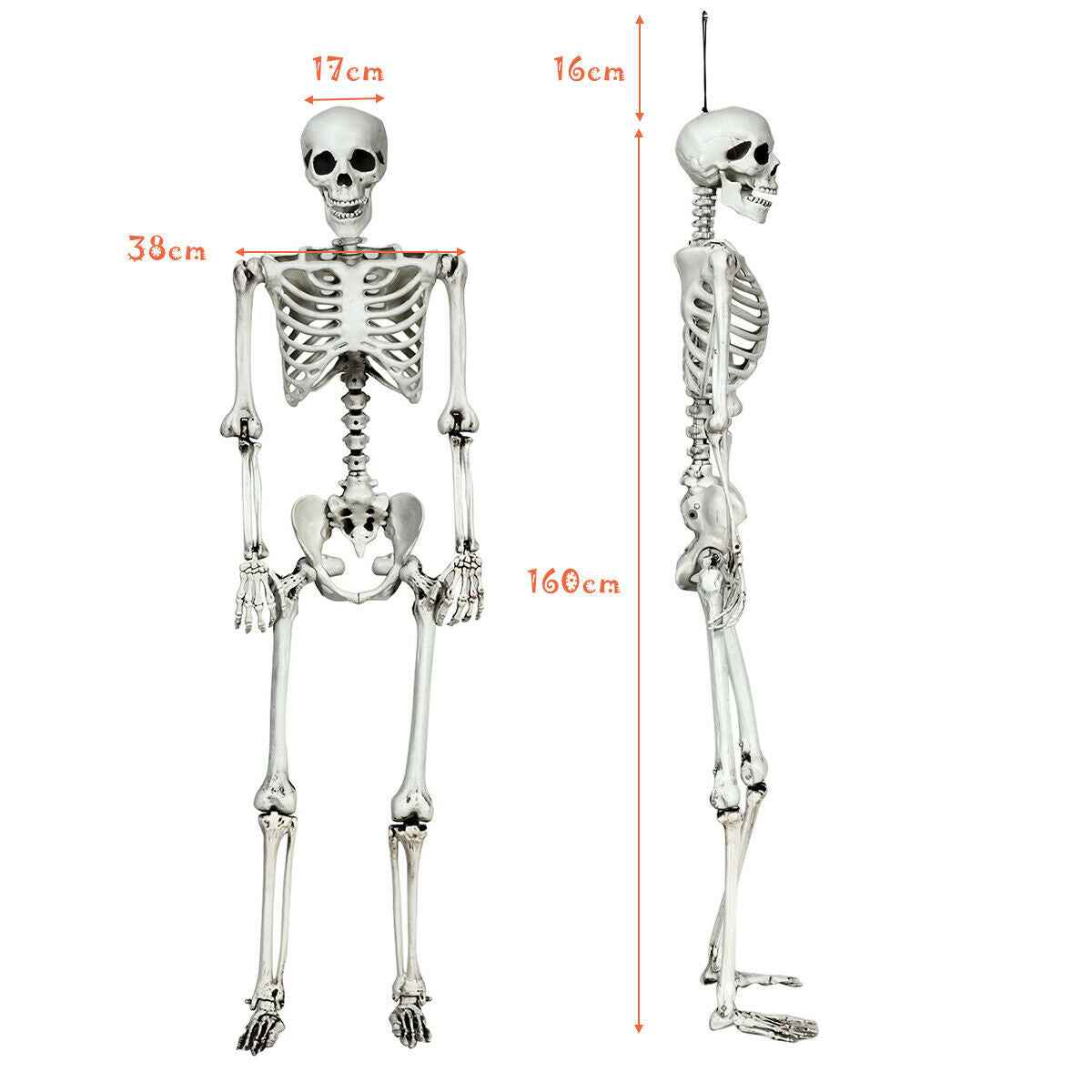 5.4 FT Life-Size Halloween Skeleton – Full Body Hanging with Movable Joints