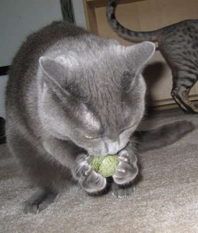 Edible catnip ball toy in a gray cat’s paws
