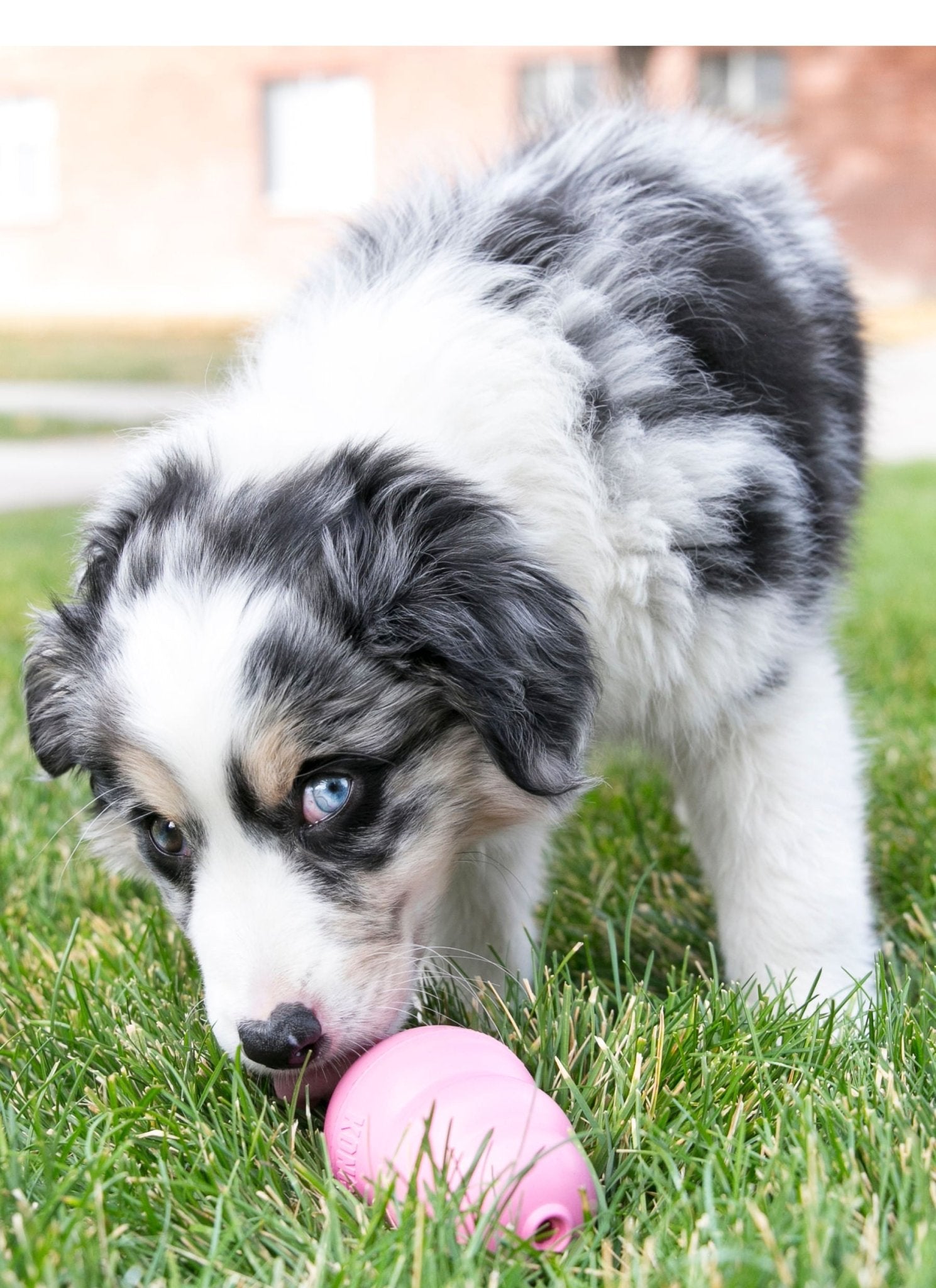 Puppy KONG Teething & Chew Dog Toy - Niksstuff